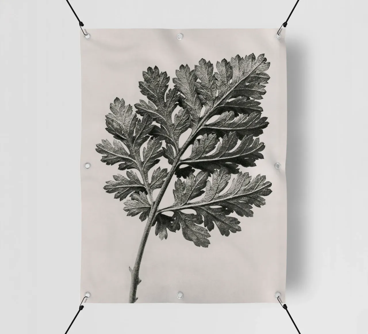 Karl Blossfeldt - Chrysanthemum parthenium telo in pvc da Old Masters