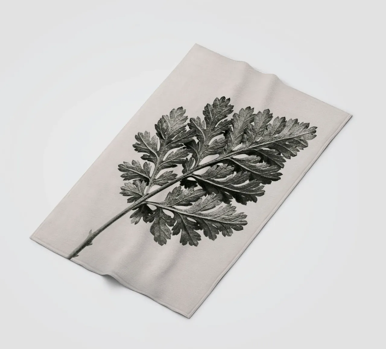 Karl Blossfeldt - Chrysanthemum parthenium coperta in pile da Old Masters