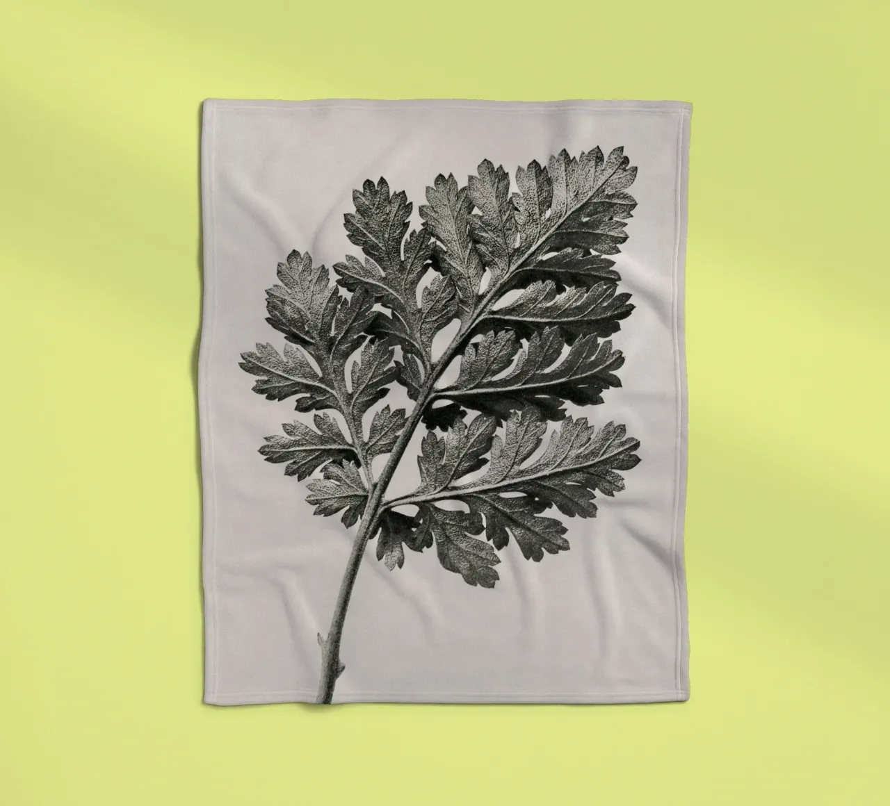 Karl Blossfeldt - Chrysanthemum parthenium coperta in pile da Old Masters