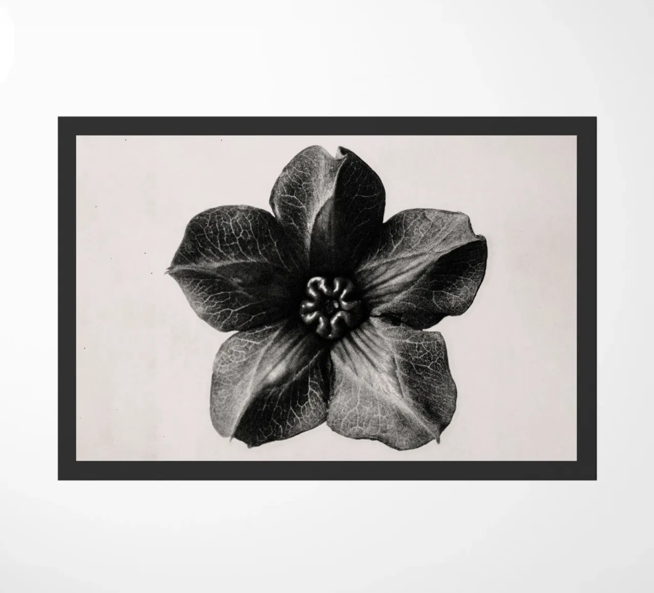 Karl Blossfeldt - Cobea scandens zerbino da Old Masters