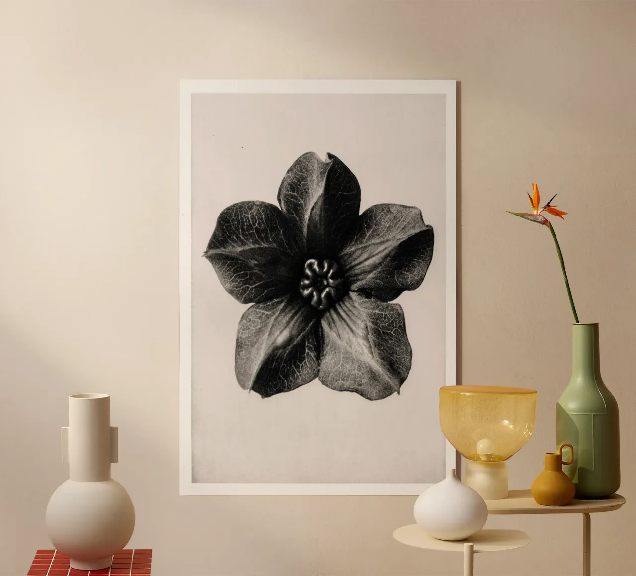 Karl Blossfeldt - Cobea scandens plexiglass da Old Masters