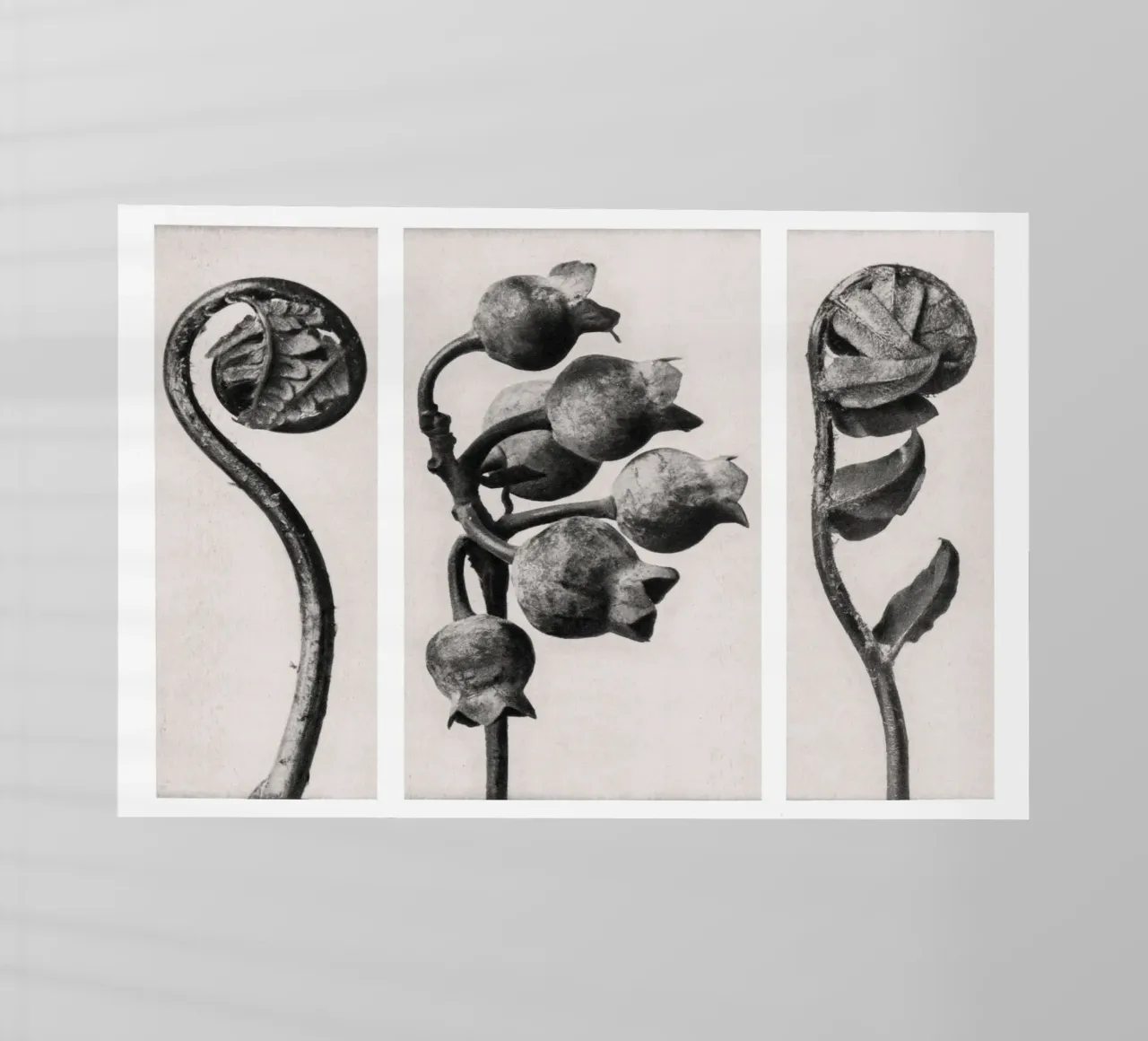 Karl Blossfeldt - Polypodiaceae Aspidieae 02 pellicola backlit da Old Masters
