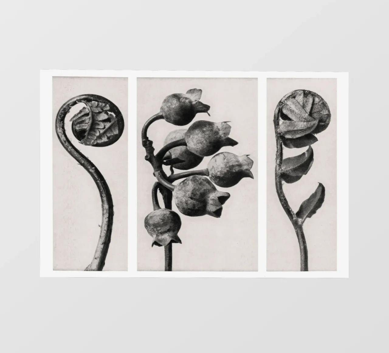 Karl Blossfeldt - Polypodiaceae Aspidieae 02 pellicola backlit da Old Masters
