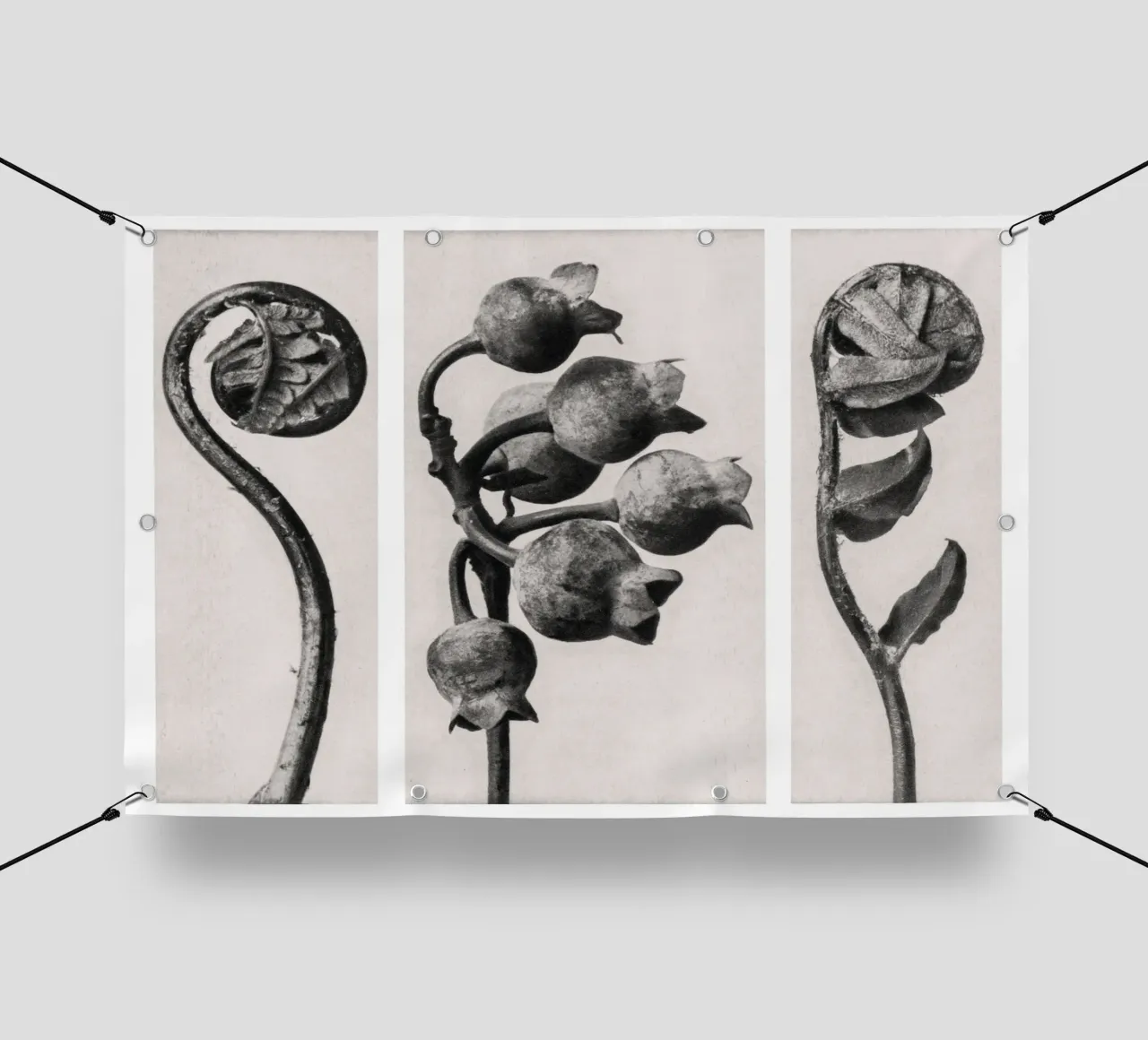 Karl Blossfeldt - Polypodiaceae Aspidieae 02 telo in pvc da Old Masters
