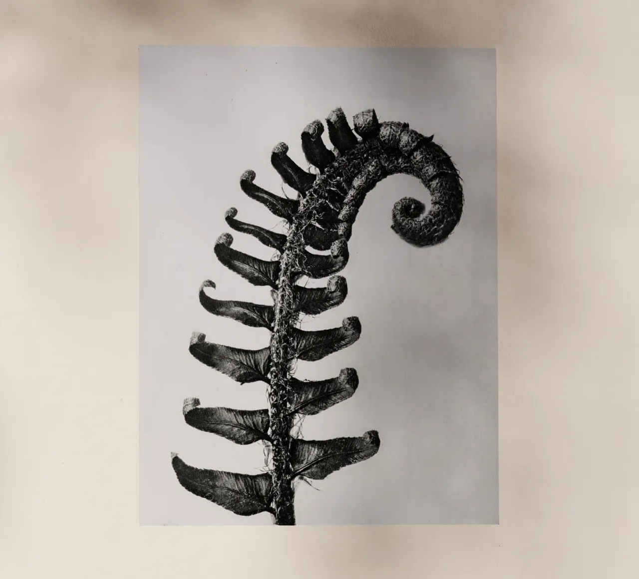 Karl Blossfeldt - Polystichum Munitum pellicola backlit da Old Masters