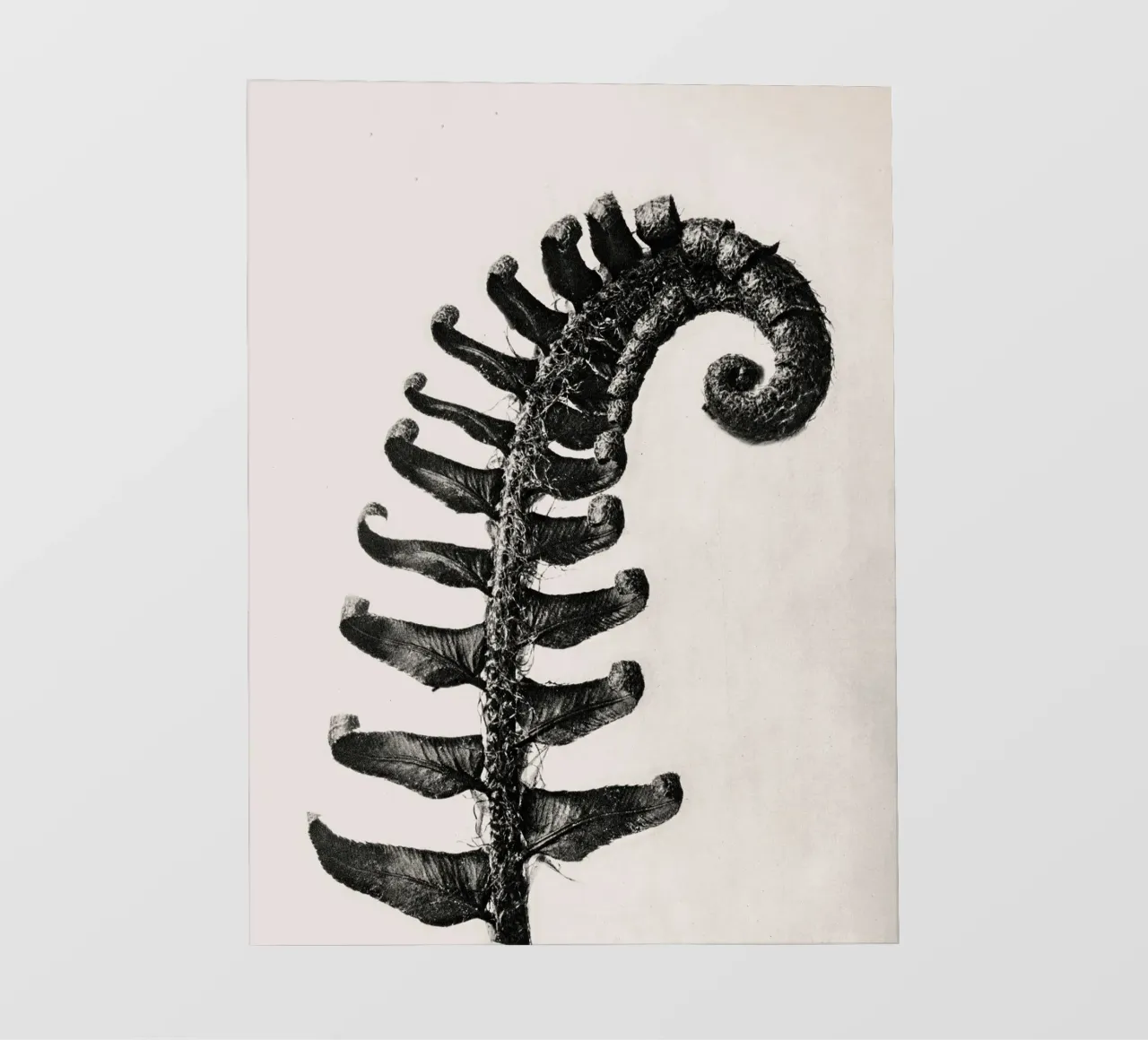 Karl Blossfeldt - Polystichum Munitum pellicola backlit da Old Masters