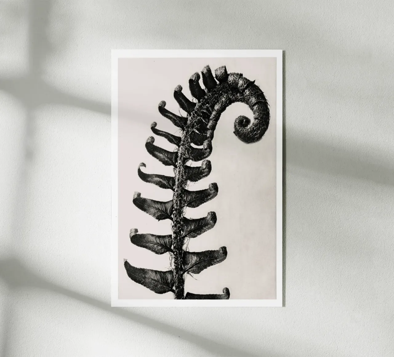 Karl Blossfeldt - Polystichum Munitum plexiglass da Old Masters