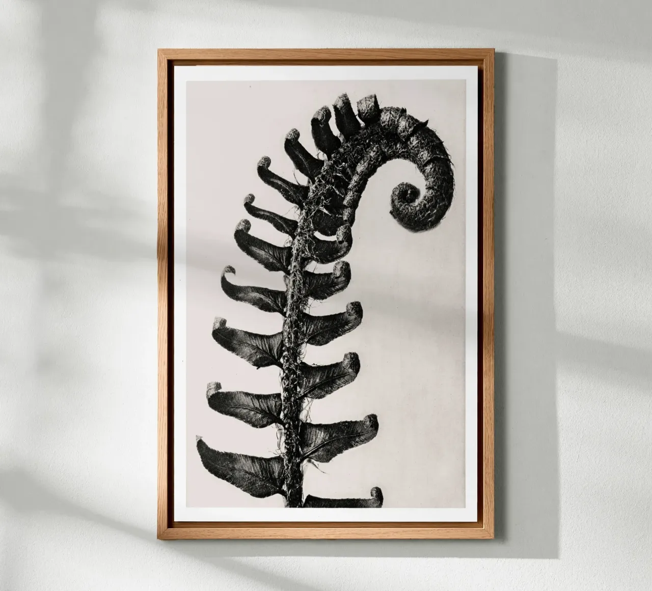 Karl Blossfeldt - Polystichum Munitum alluminio dibond da Old Masters