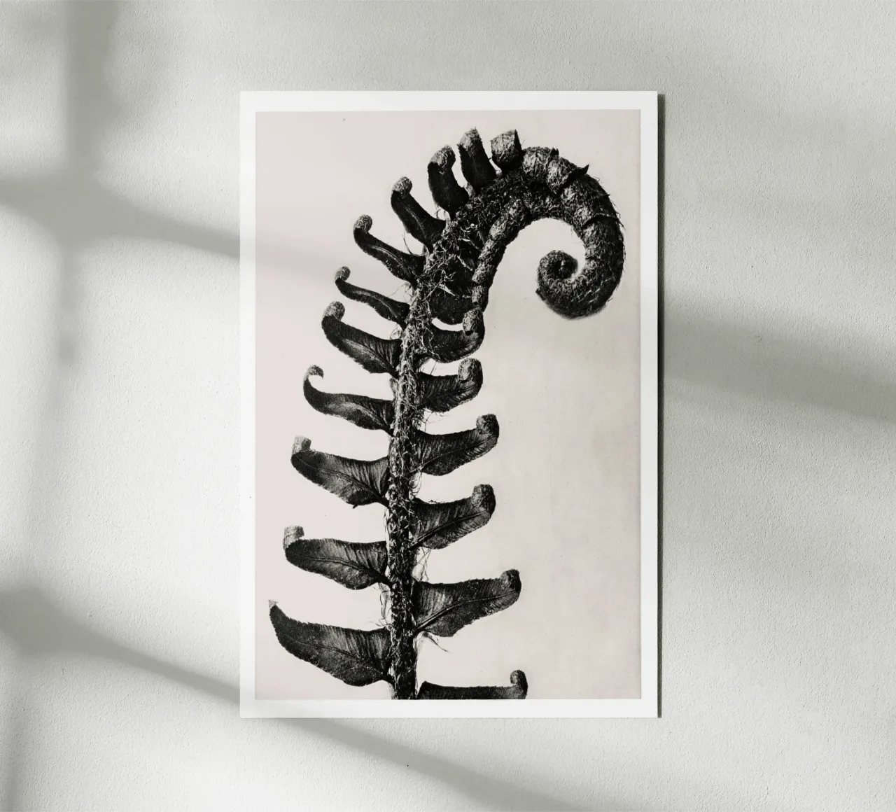 Karl Blossfeldt - Polystichum Munitum alluminio dibond da Old Masters
