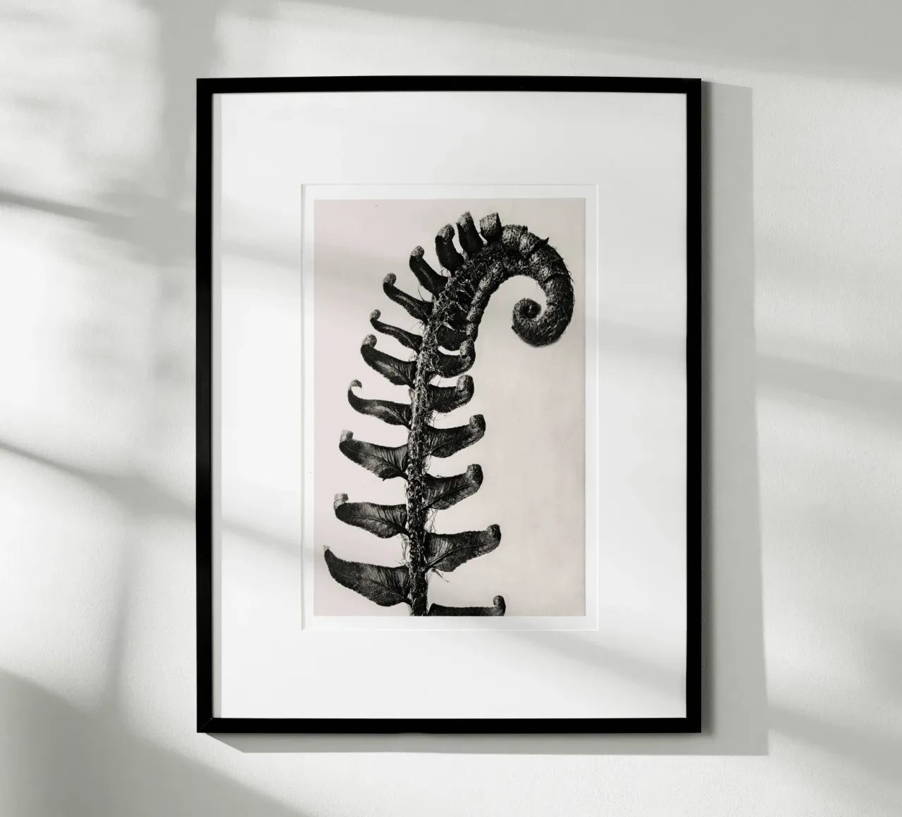 Karl Blossfeldt - Polystichum Munitum carta hahnemühle da Old Masters