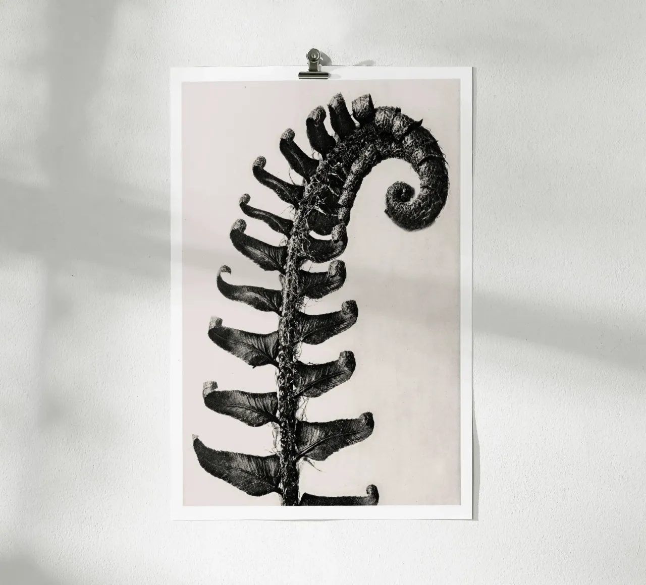 Karl Blossfeldt - Polystichum Munitum carta hahnemühle da Old Masters