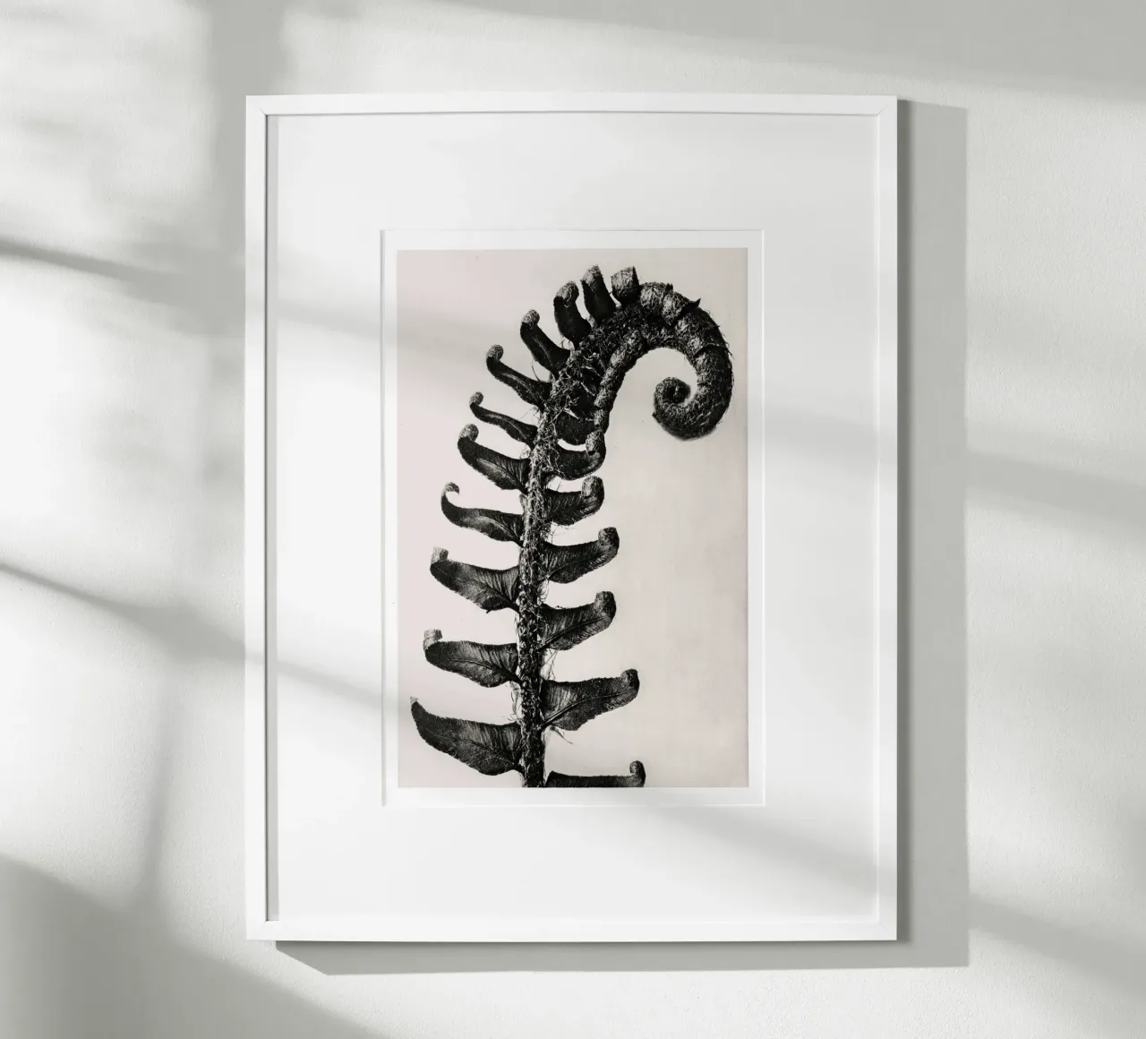 Karl Blossfeldt - Polystichum Munitum carta hahnemühle da Old Masters