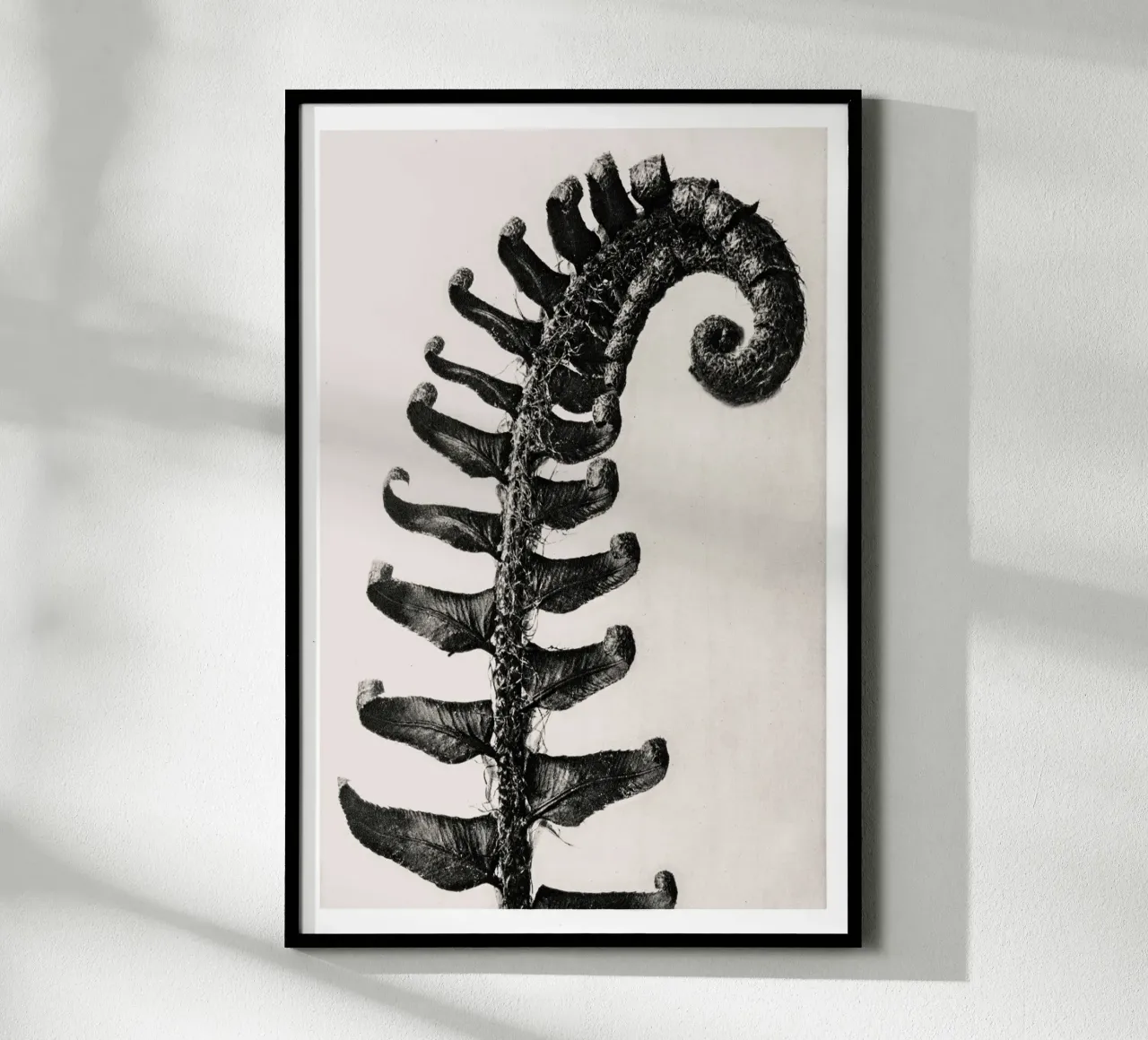 Karl Blossfeldt - Polystichum Munitum carta hahnemühle da Old Masters