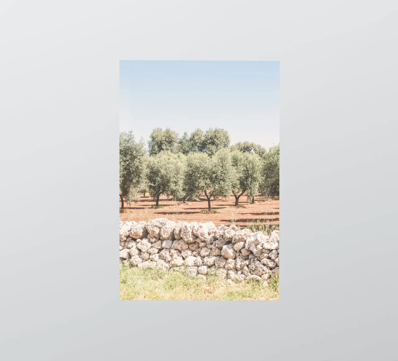 Puglia, Italy I Field of olive trees in a nature park sticker by Julie Travel Photography