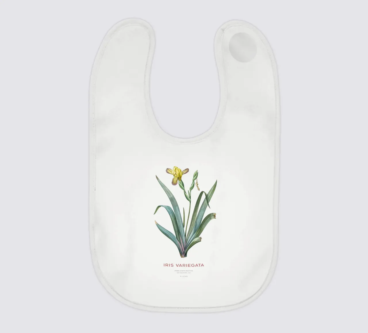 Iris ungherese o Iris variegata bavaglino da Vintagrafica