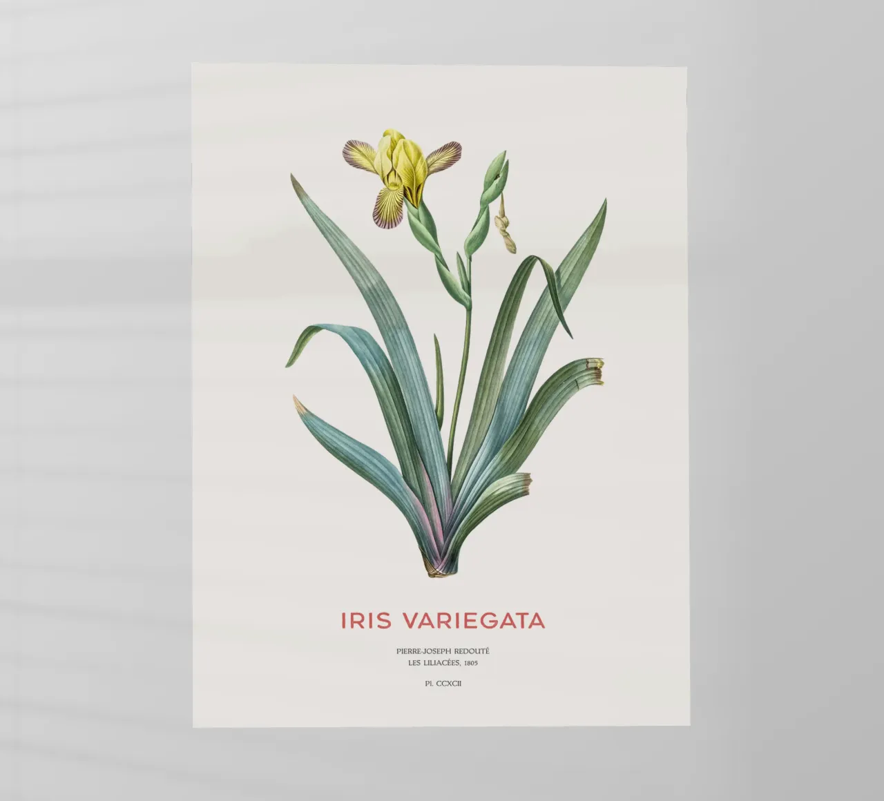 Iris ungherese o Iris variegata pellicola backlit da Vintagrafica