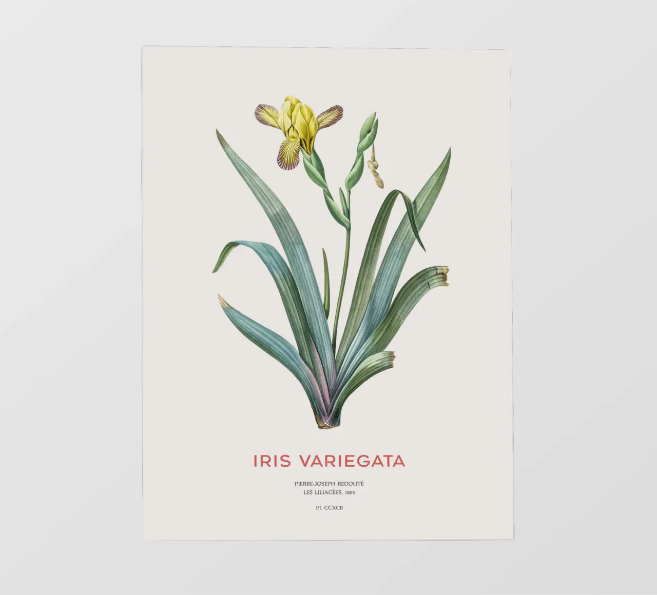 Iris ungherese o Iris variegata pellicola backlit da Vintagrafica