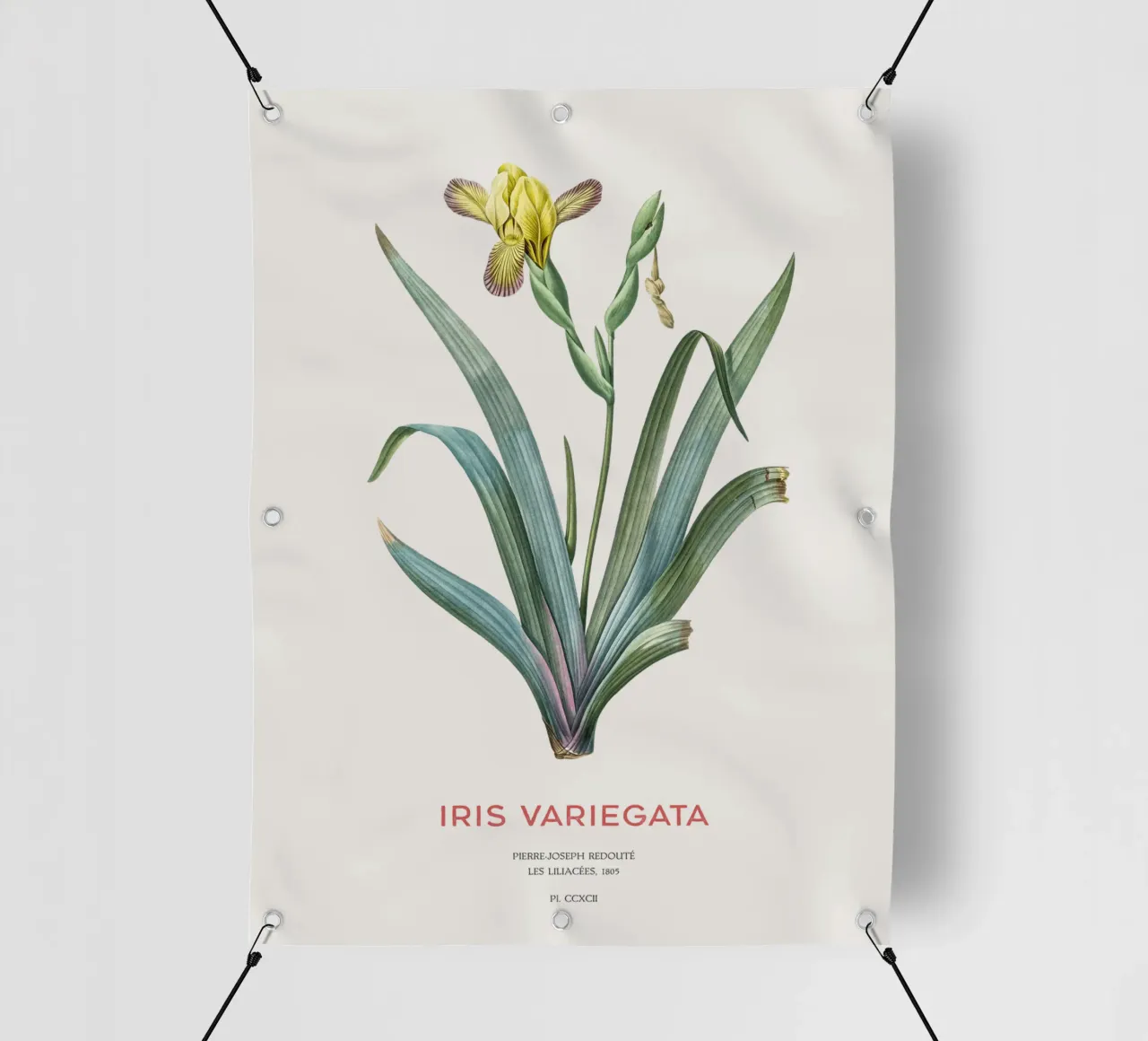 Iris ungherese o Iris variegata telo in pvc da Vintagrafica
