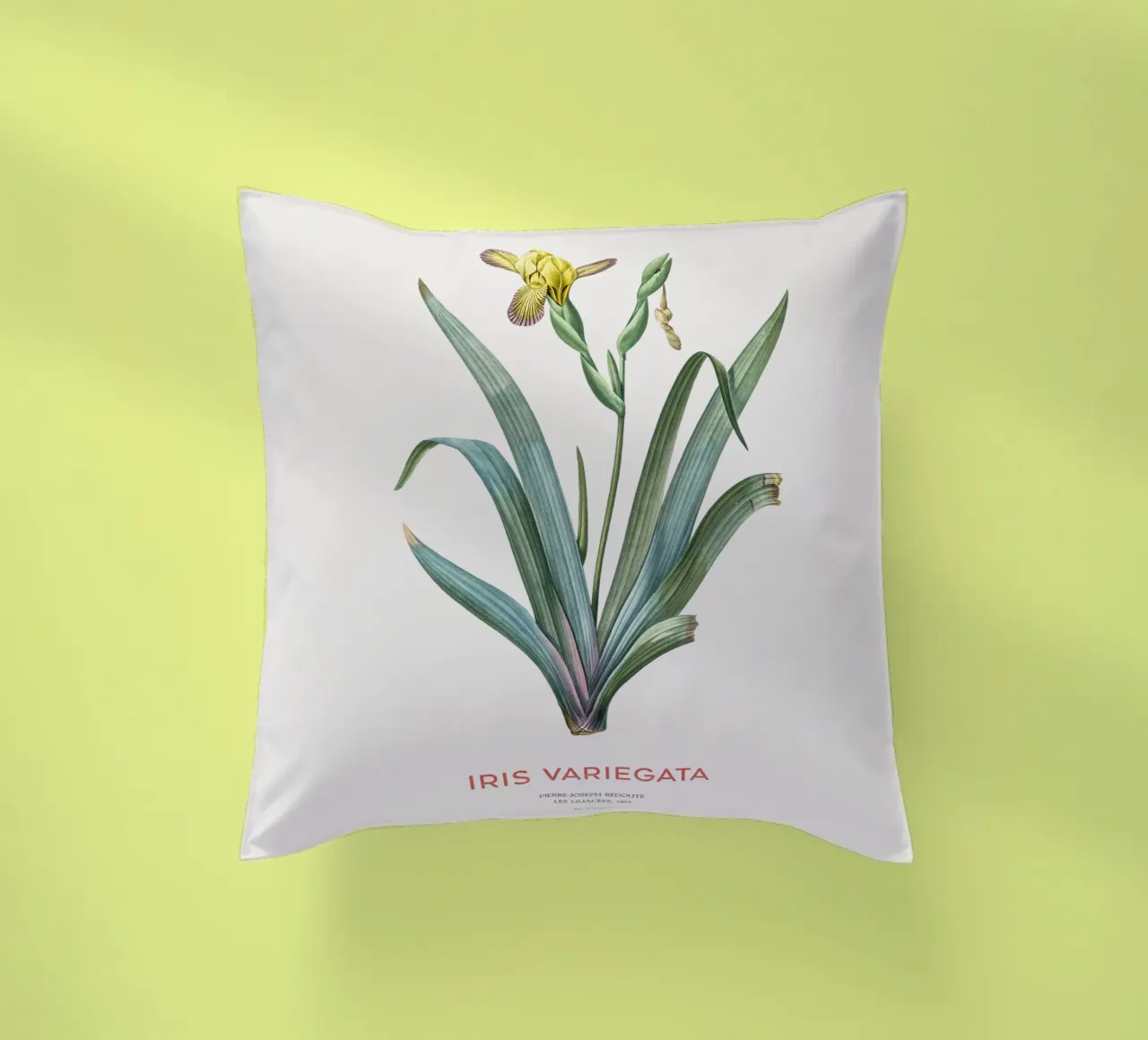 Iris ungherese o Iris variegata cuscino da Vintagrafica