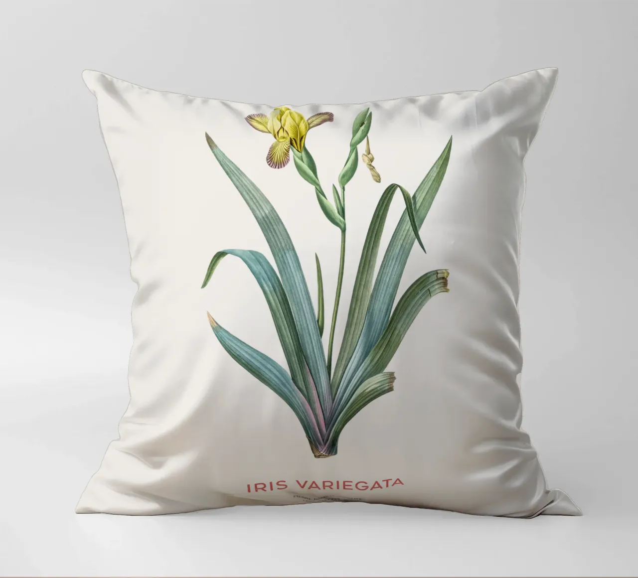 Iris ungherese o Iris variegata cuscino da Vintagrafica