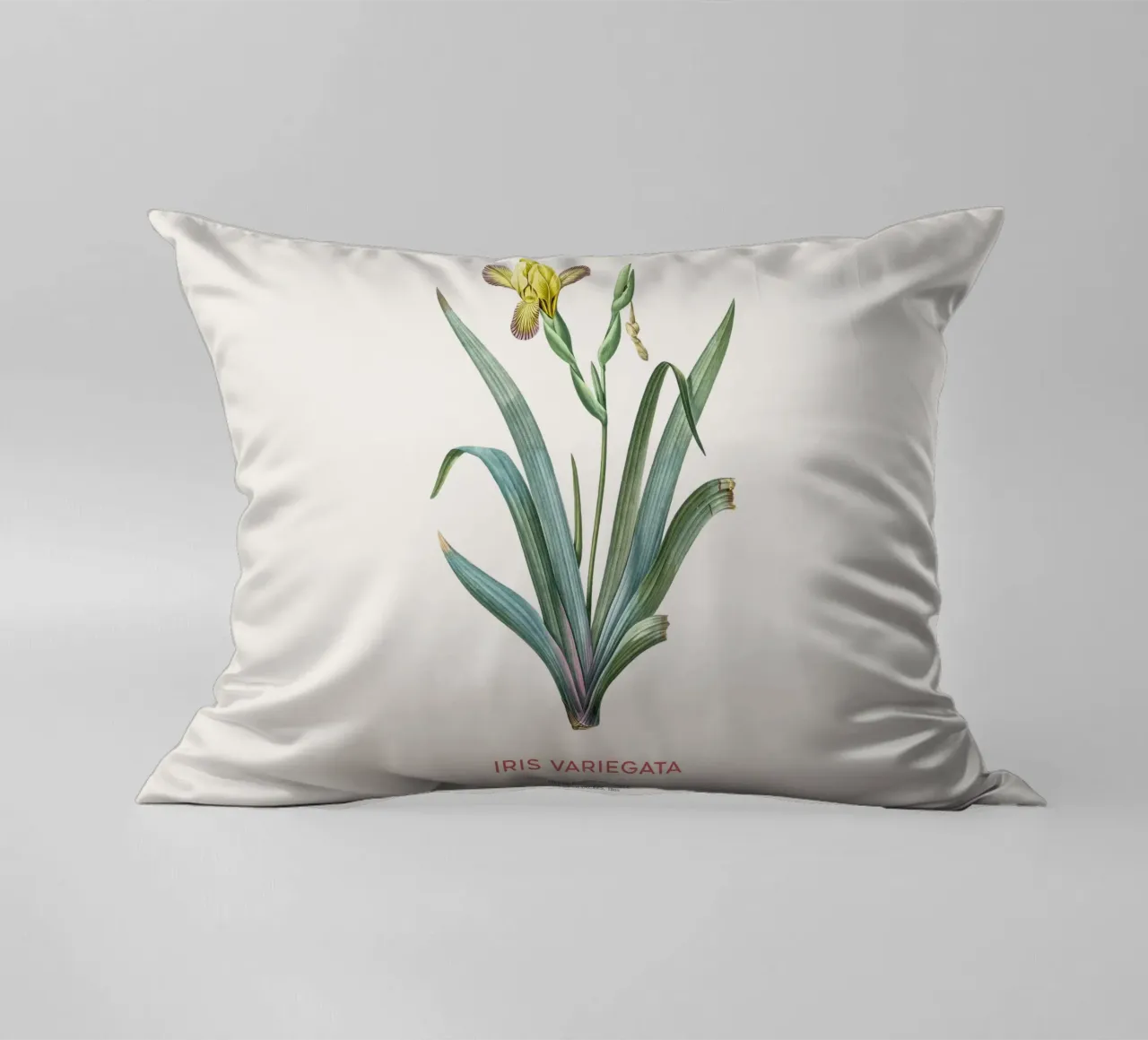 Iris ungherese o Iris variegata cuscino da Vintagrafica