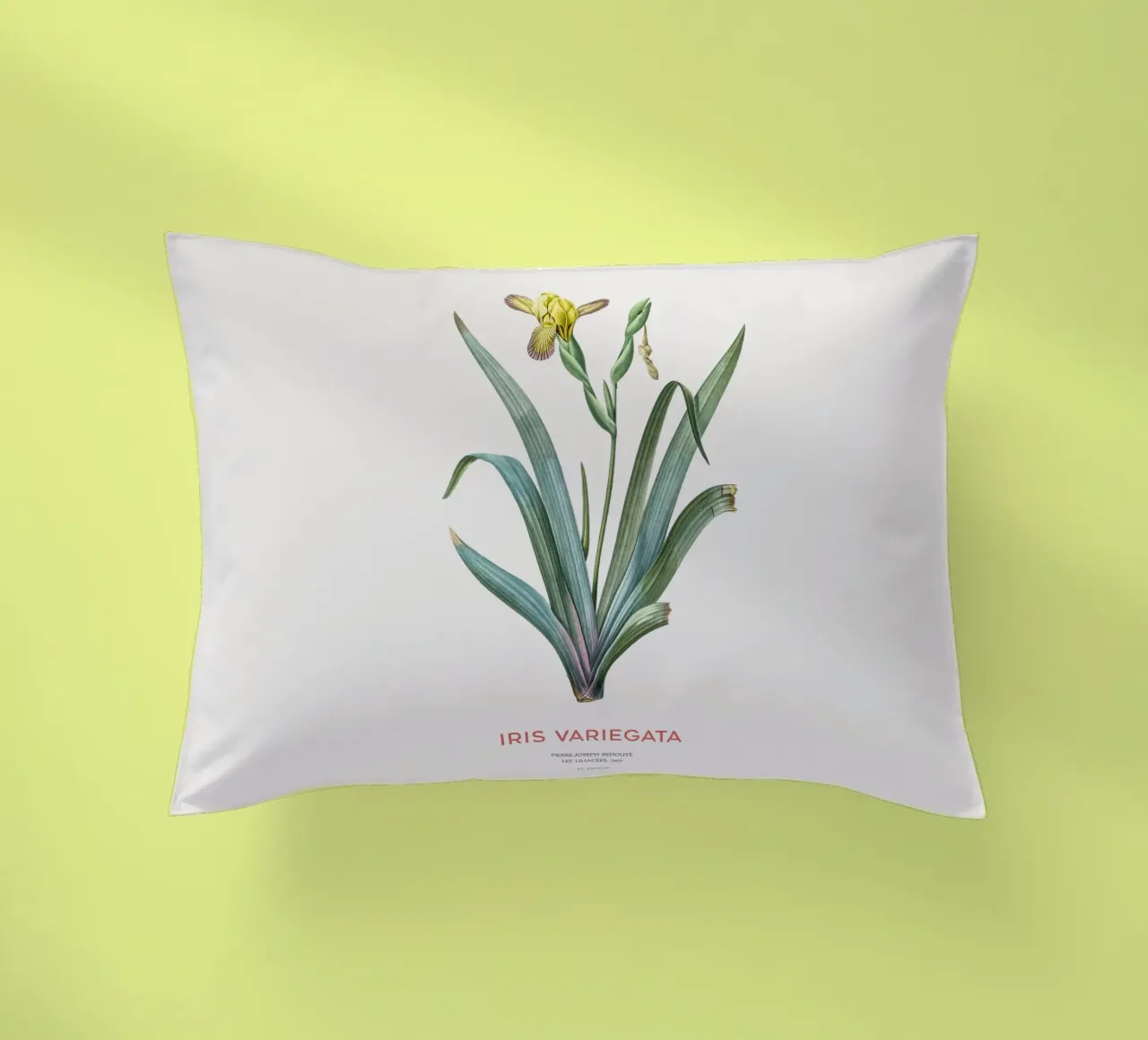 Iris ungherese o Iris variegata cuscino da Vintagrafica