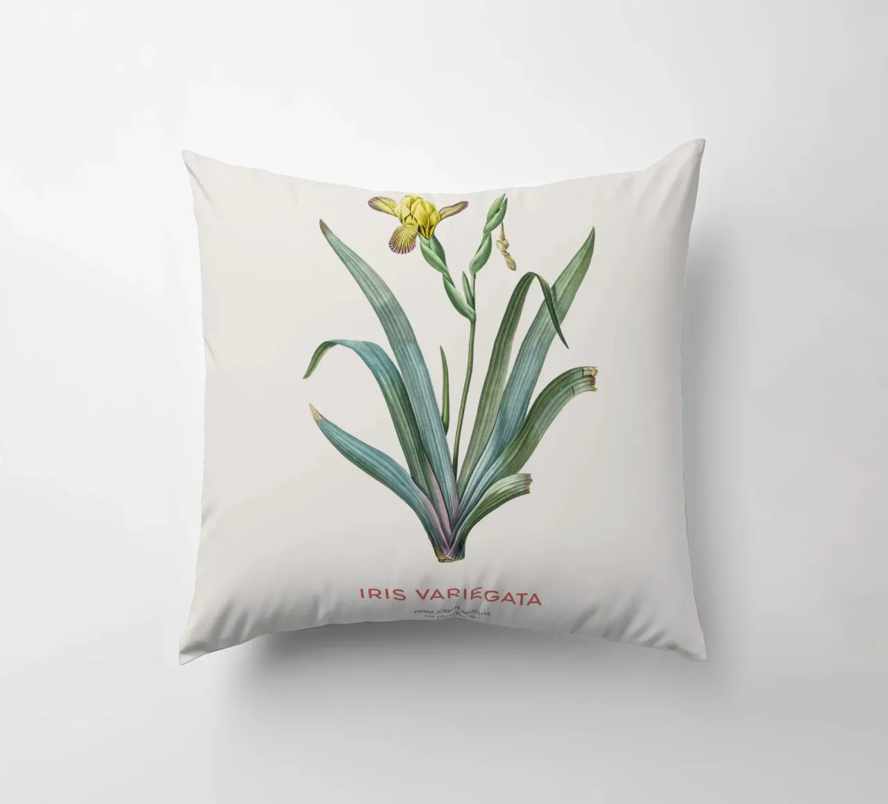 Iris ungherese o Iris variegata cuscino da Vintagrafica