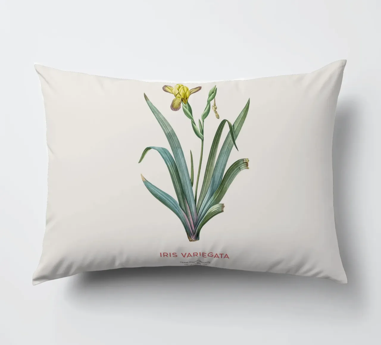 Iris ungherese o Iris variegata cuscino da Vintagrafica