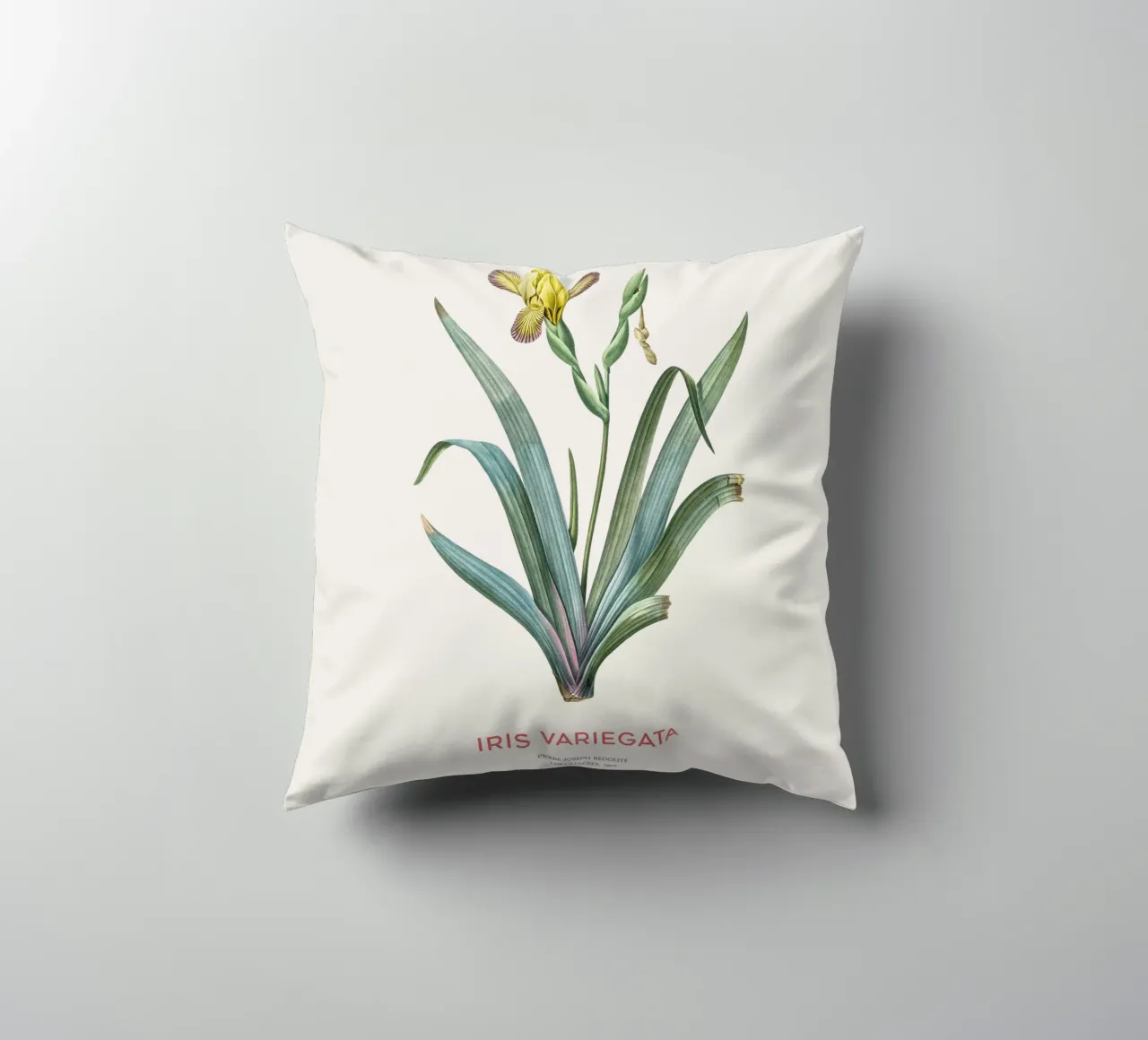 Iris ungherese o Iris variegata cuscino da Vintagrafica