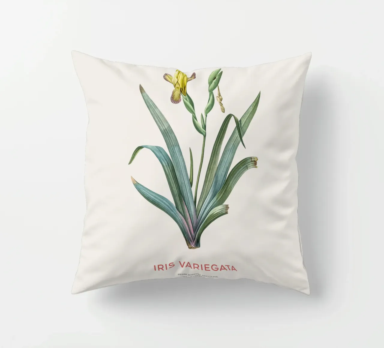 Iris ungherese o Iris variegata cuscino da Vintagrafica