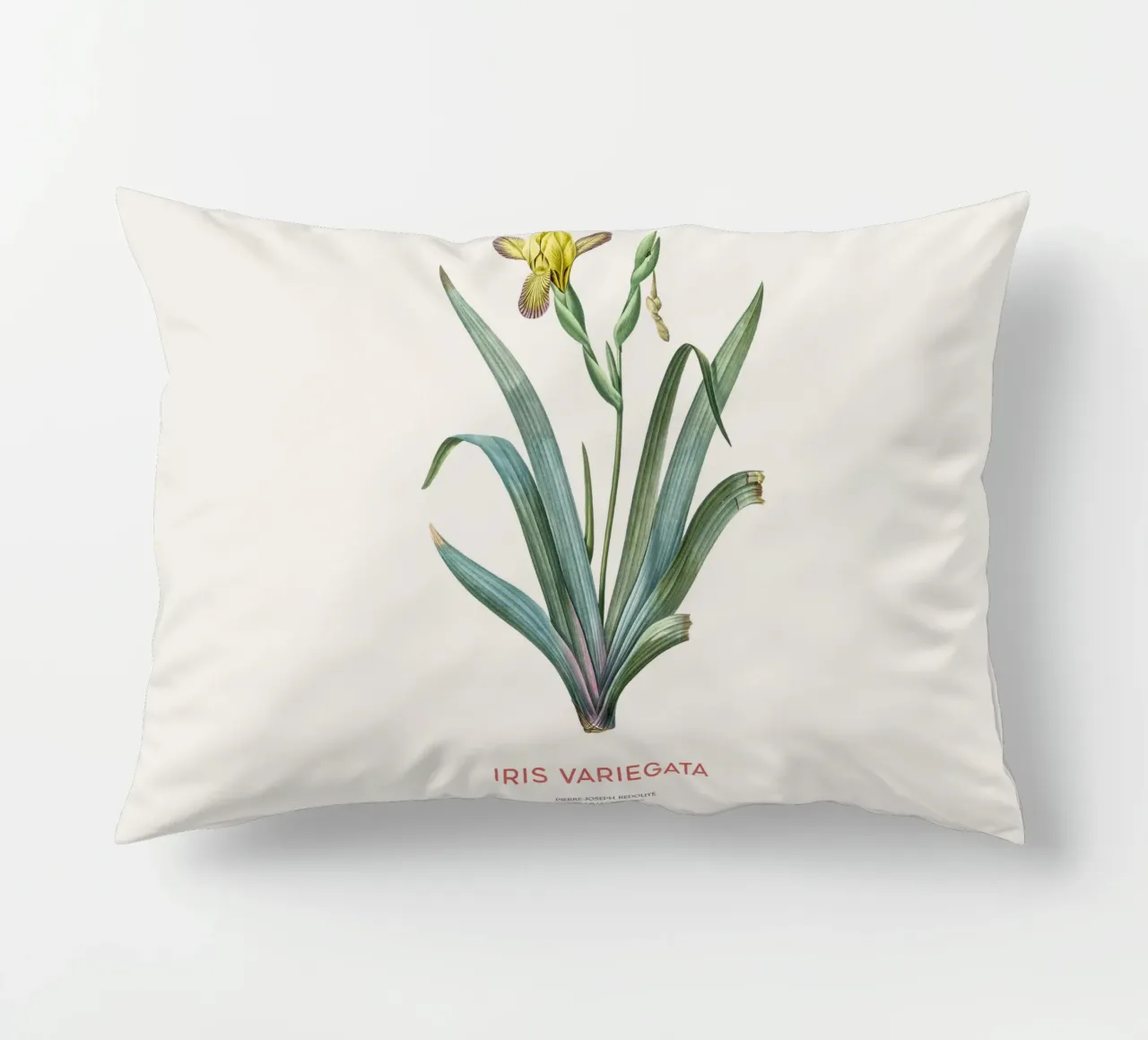 Iris ungherese o Iris variegata cuscino da Vintagrafica