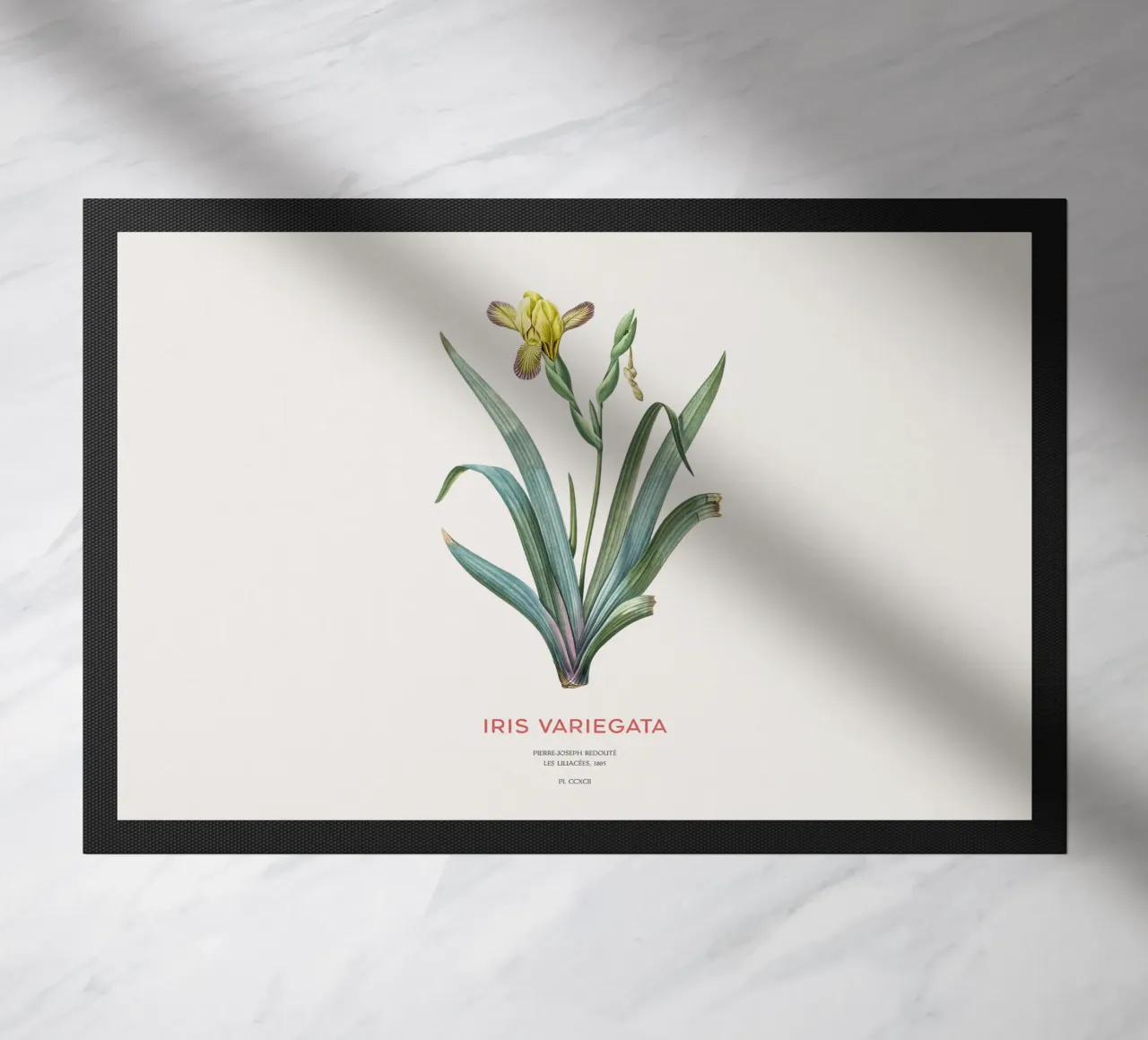 Iris ungherese o Iris variegata zerbino da Vintagrafica