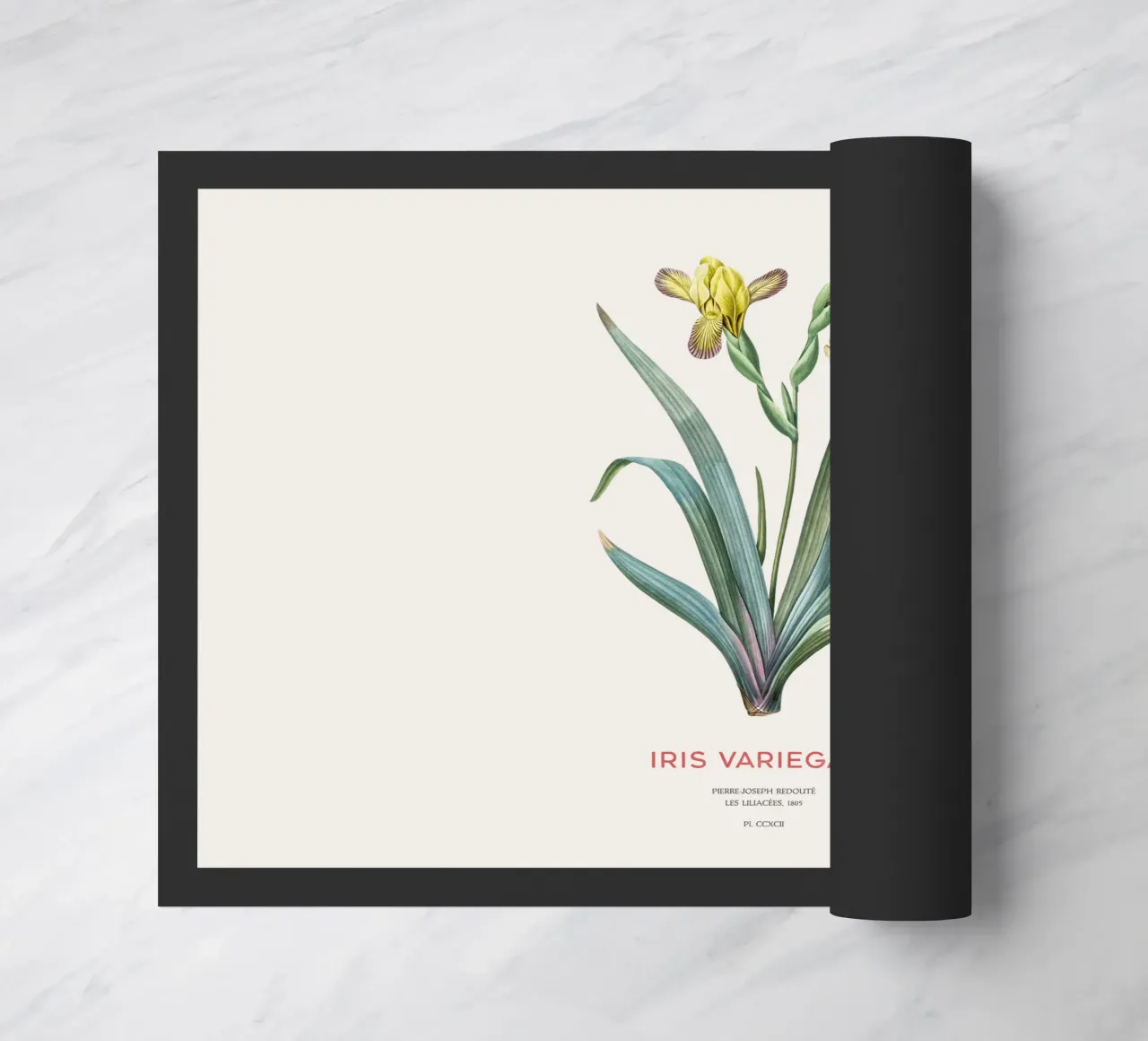 Iris ungherese o Iris variegata zerbino da Vintagrafica