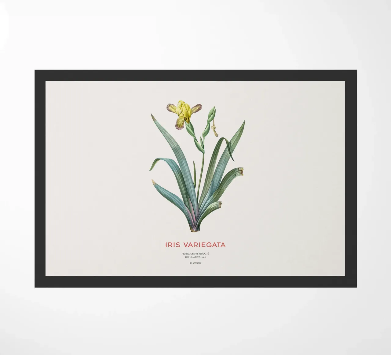 Iris ungherese o Iris variegata zerbino da Vintagrafica