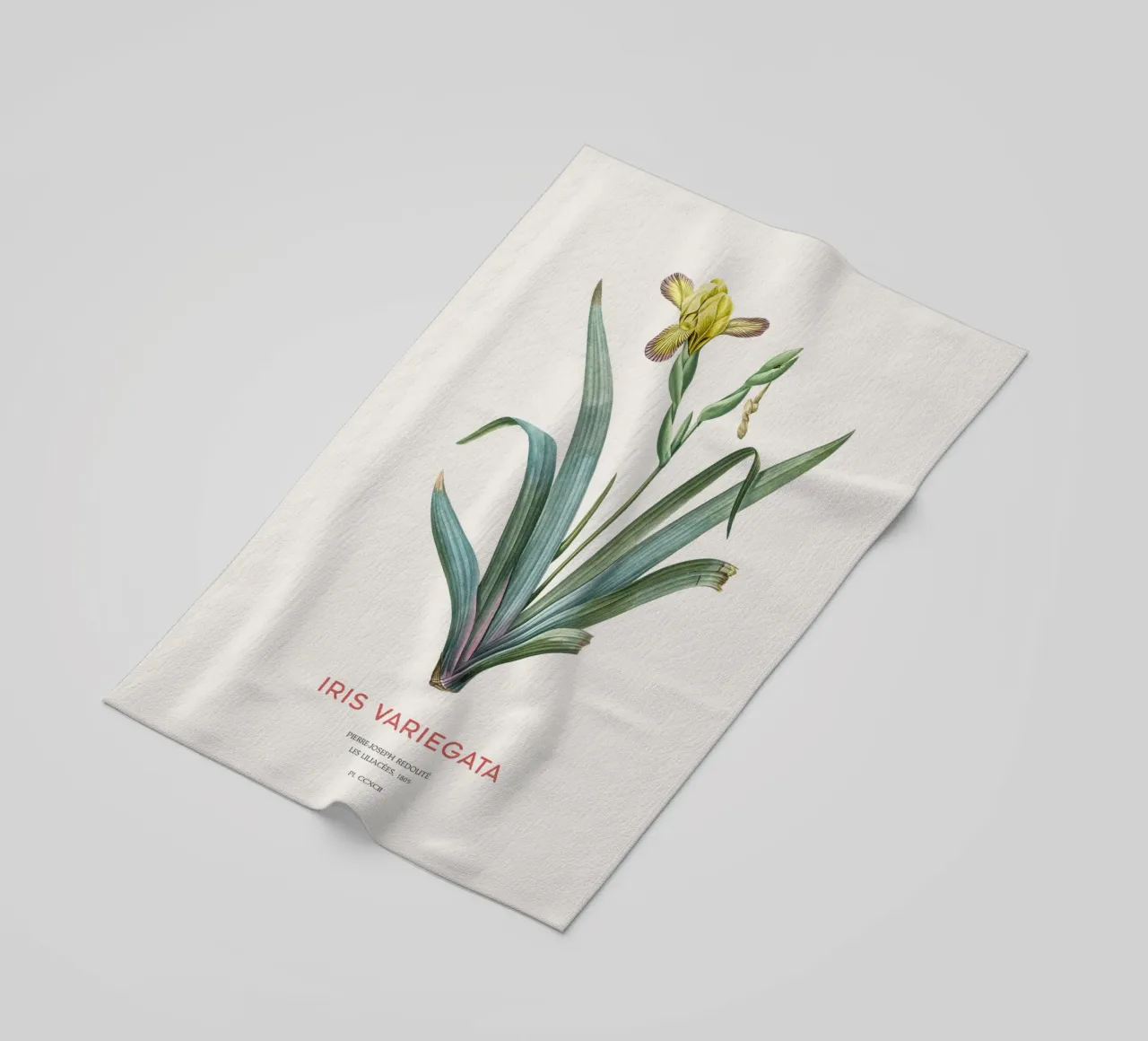 Iris ungherese o Iris variegata telo mare da Vintagrafica
