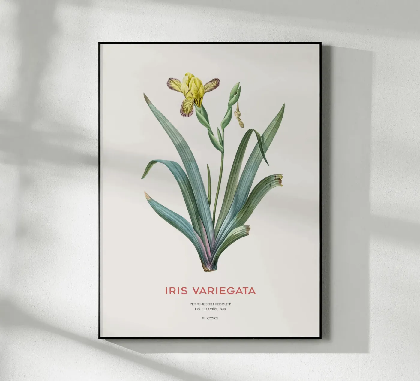 Iris ungherese o Iris variegata plexiglass da Vintagrafica