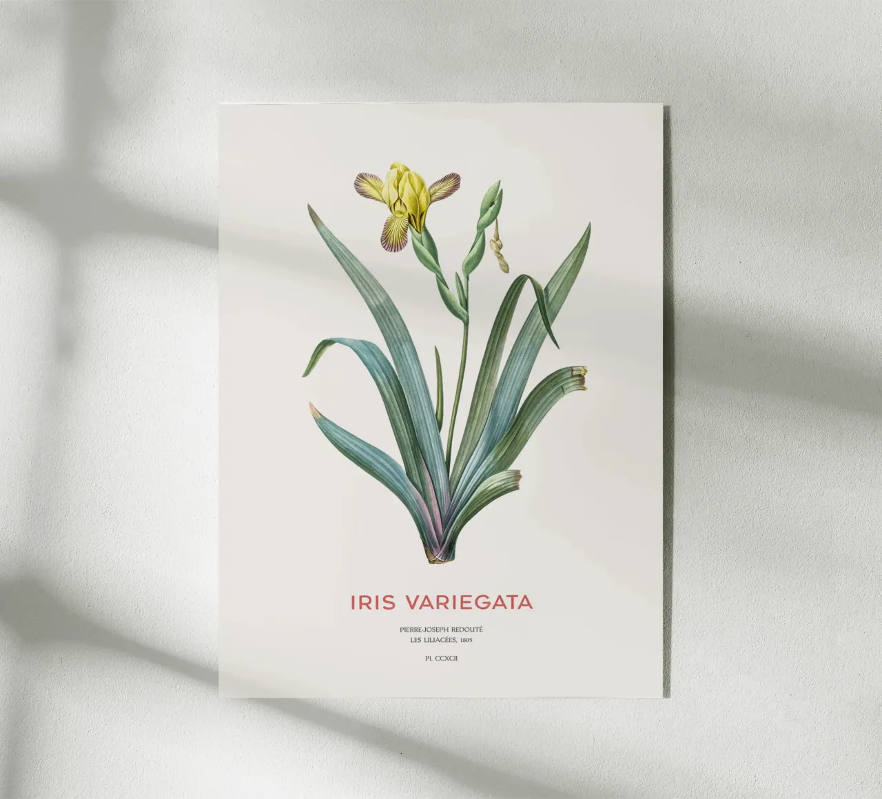 Iris ungherese o Iris variegata plexiglass da Vintagrafica