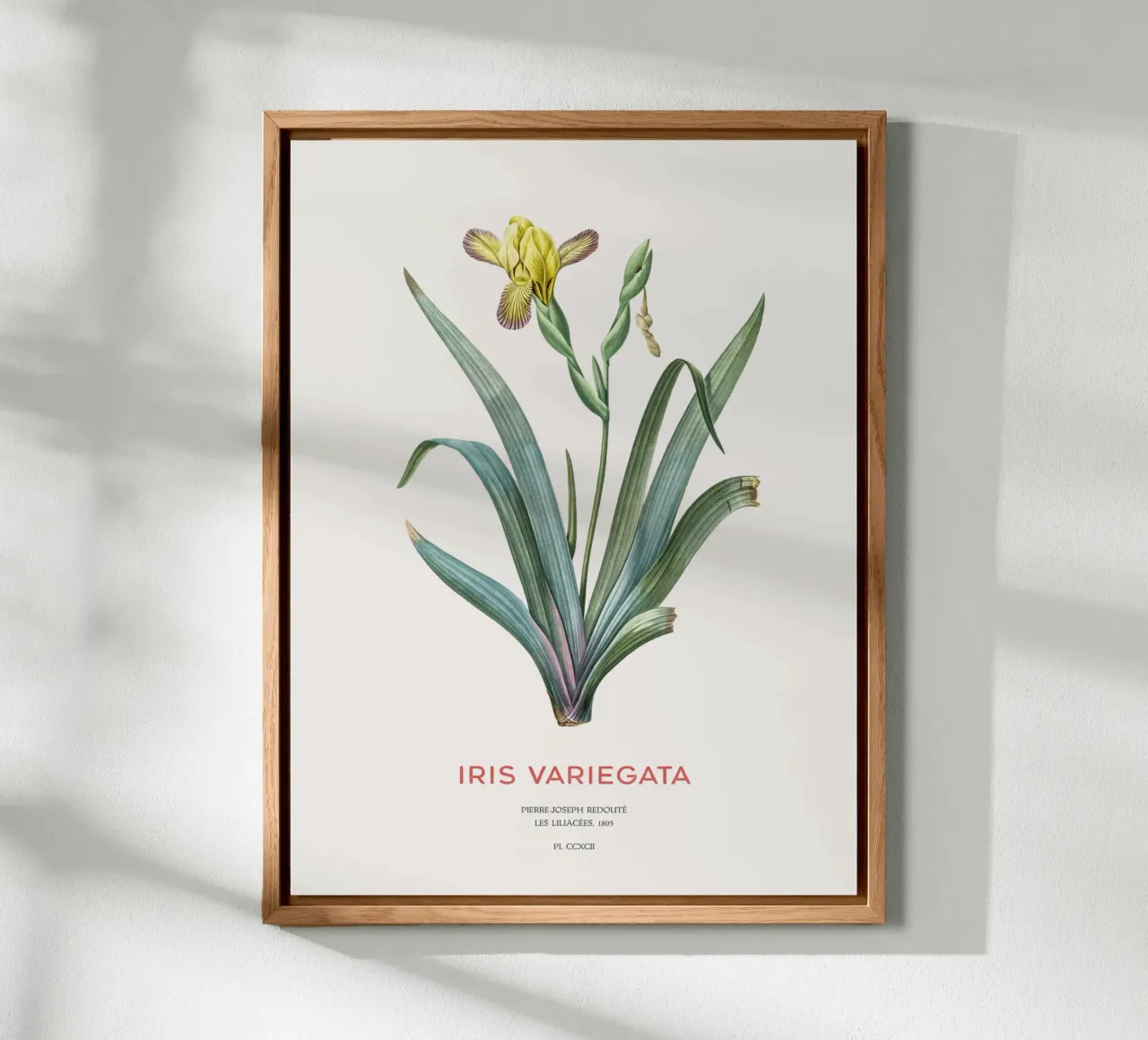 Iris ungherese o Iris variegata alluminio dibond da Vintagrafica