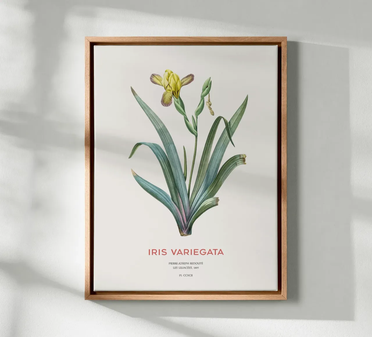 Iris ungherese o Iris variegata tela da Vintagrafica