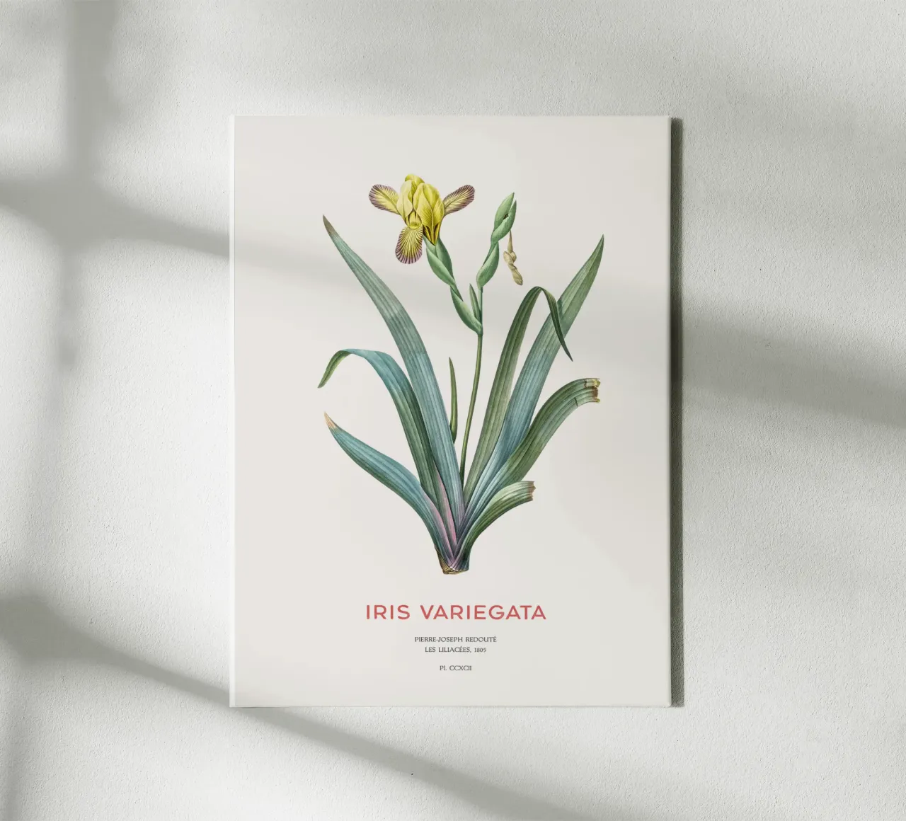 Iris ungherese o Iris variegata tela da Vintagrafica