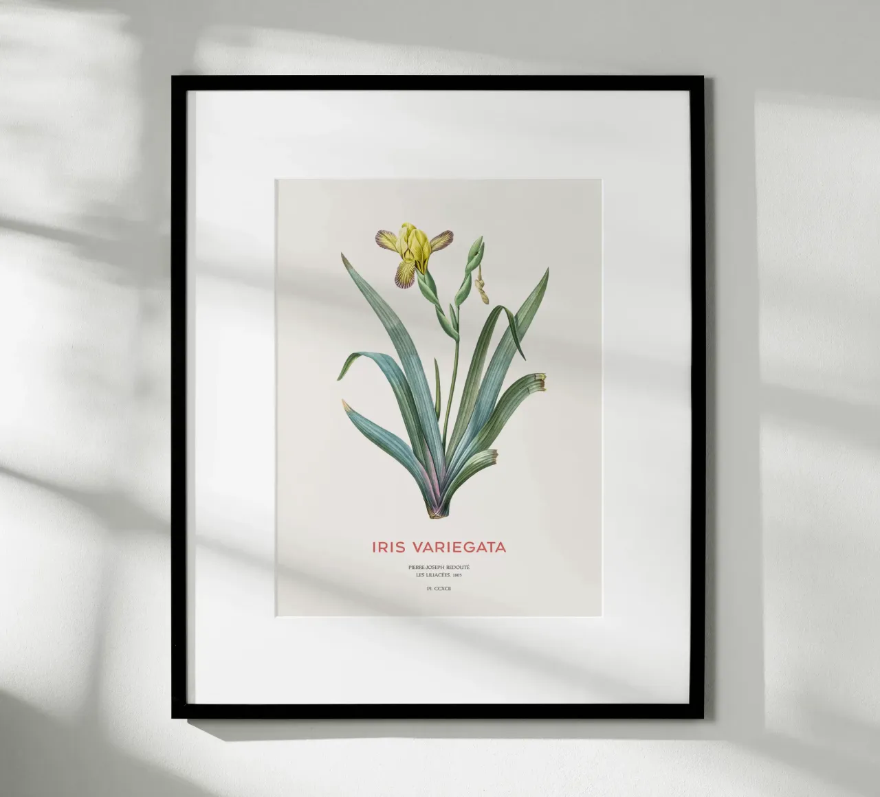 Iris ungherese o Iris variegata carta hahnemühle da Vintagrafica