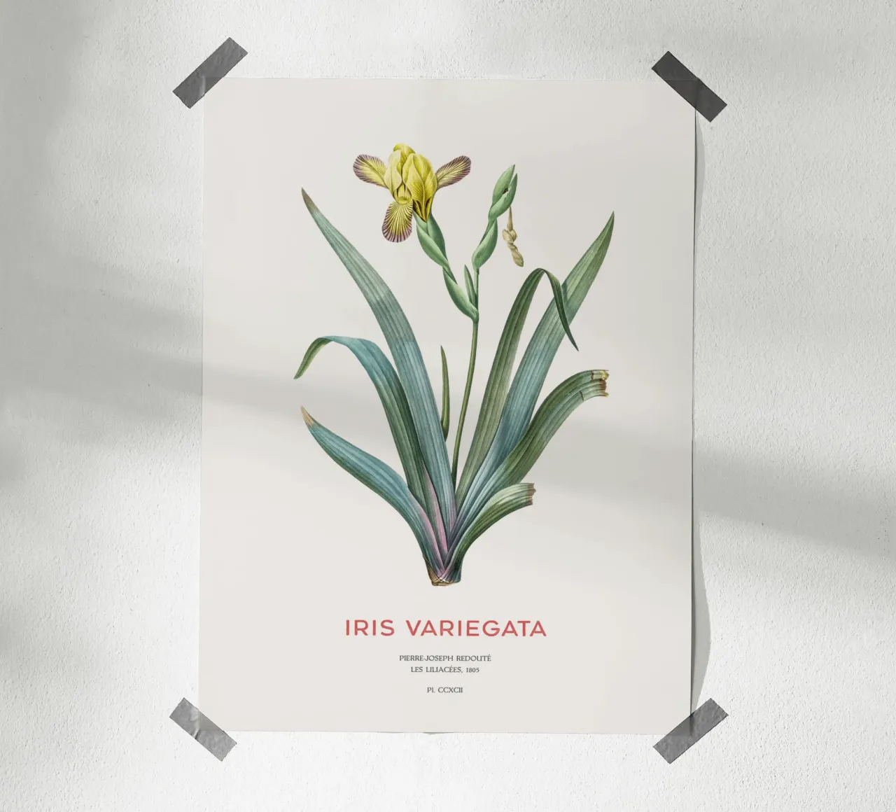 Iris ungherese o Iris variegata carta hahnemühle da Vintagrafica