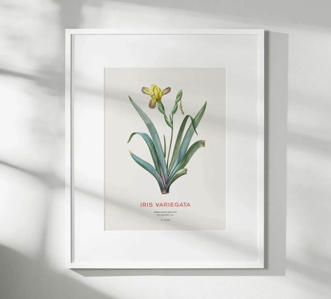 Iris ungherese o Iris variegata carta hahnemühle da Vintagrafica