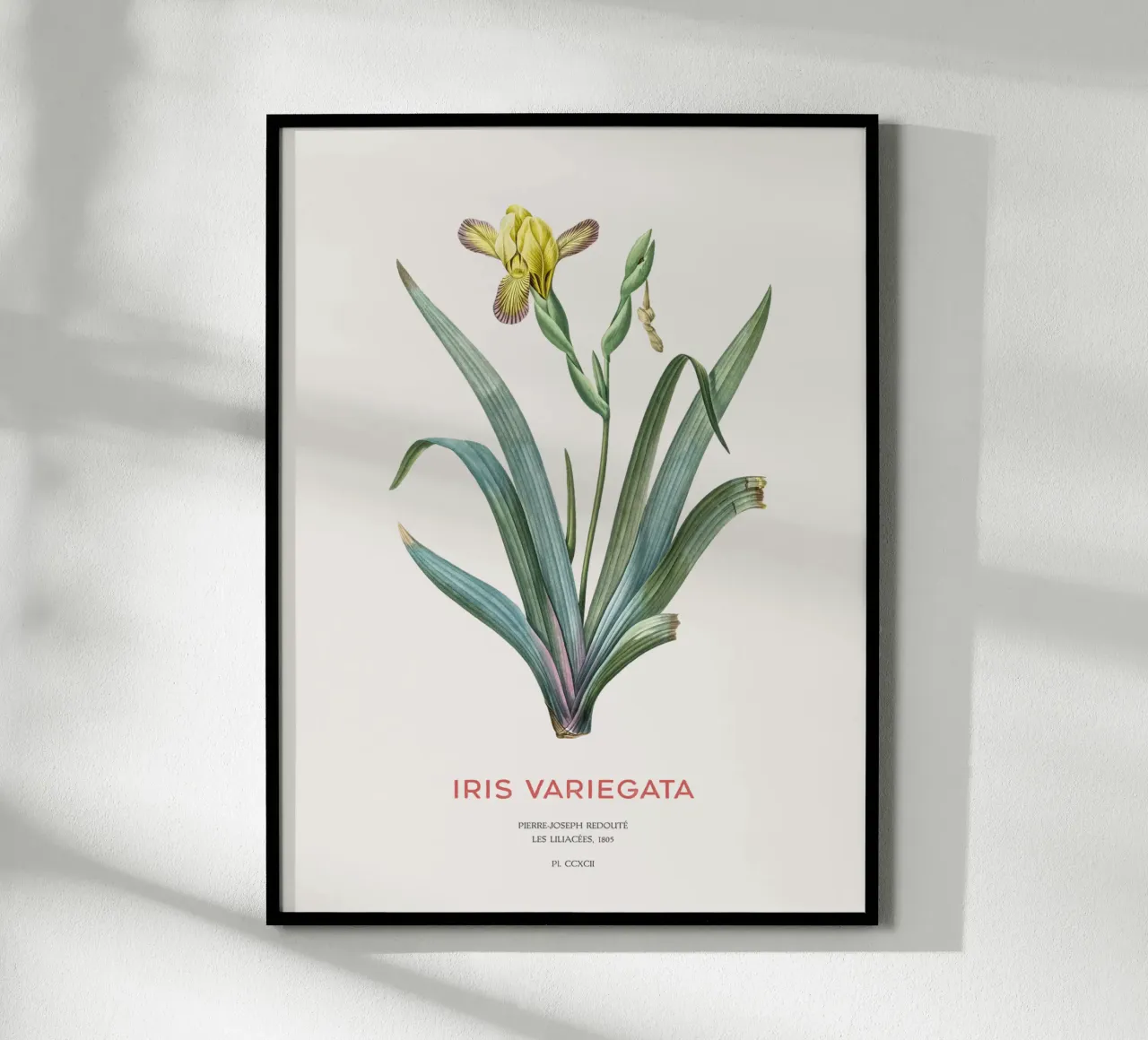Iris ungherese o Iris variegata carta hahnemühle da Vintagrafica