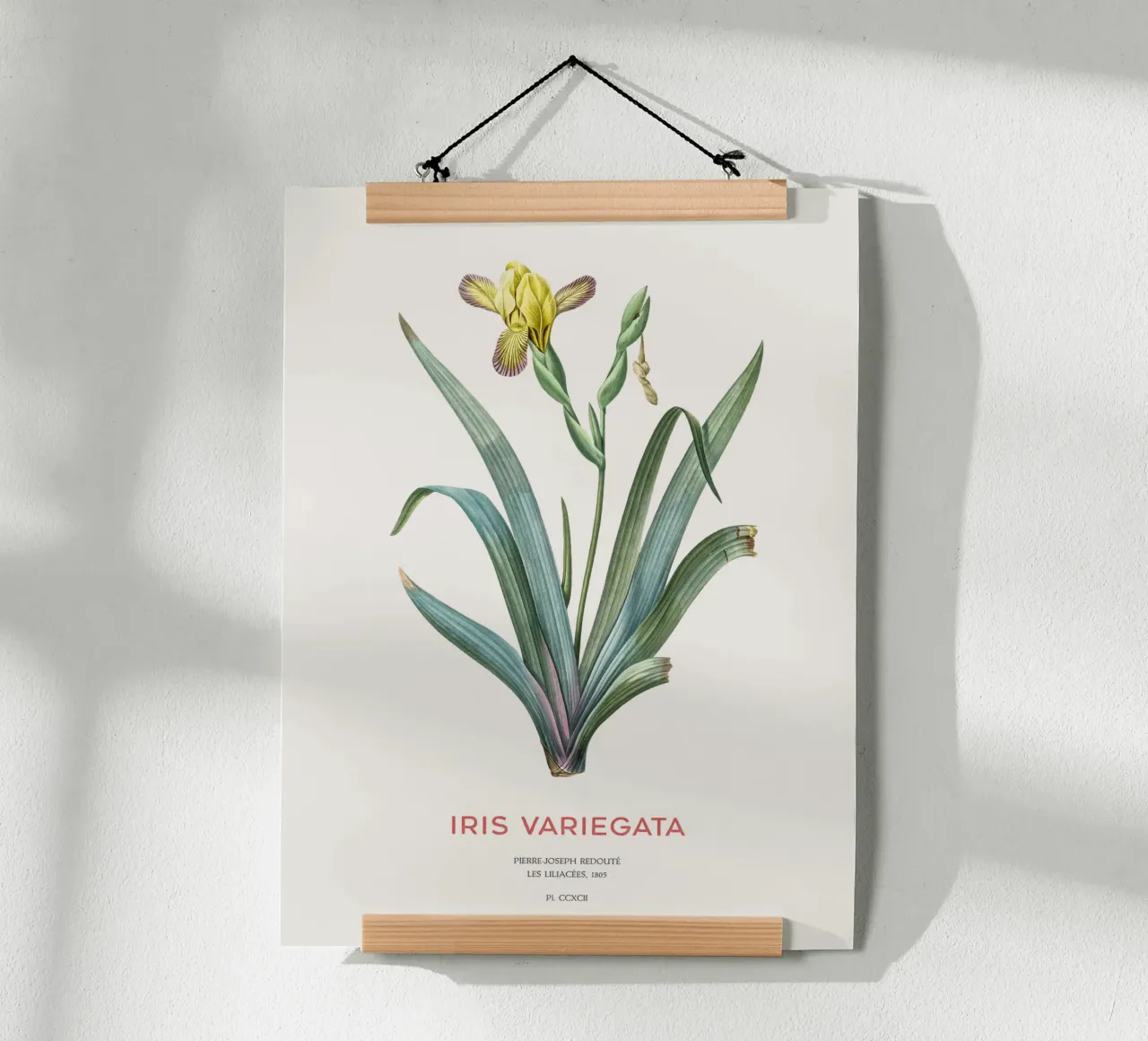 Iris ungherese o Iris variegata carta hahnemühle da Vintagrafica