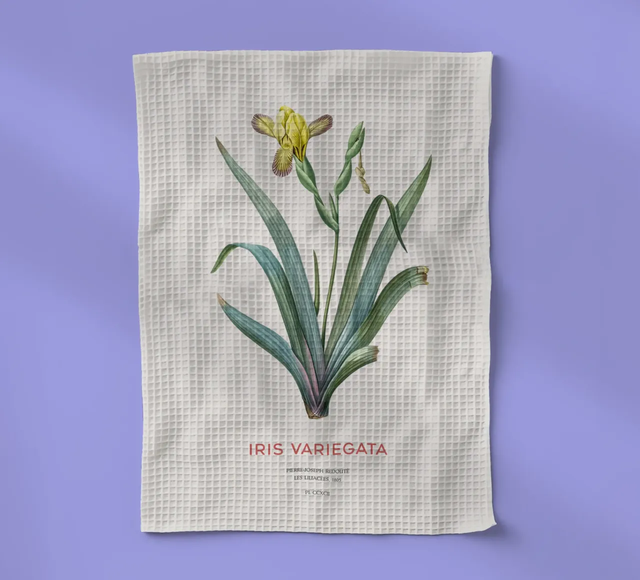 Iris ungherese o Iris variegata canovaccio da cucina da Vintagrafica