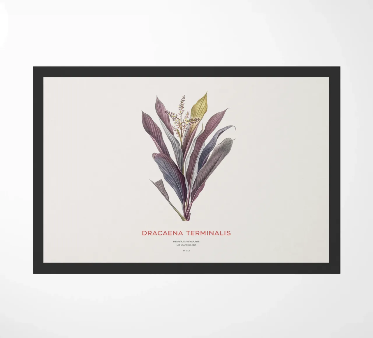 Giglio delle palme o Dracaena terminalis zerbino da Vintagrafica