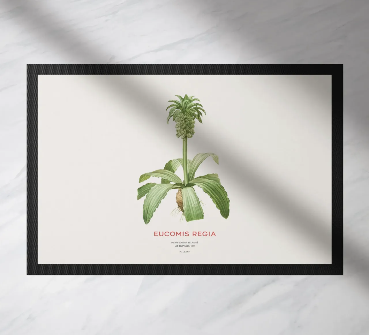 Giglio dell'ananas o Eucomis regia zerbino da Vintagrafica