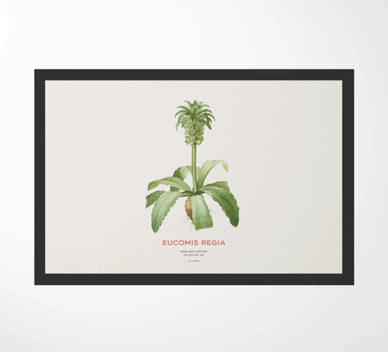 Giglio dell'ananas o Eucomis regia zerbino da Vintagrafica