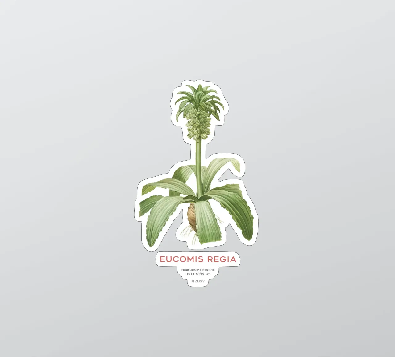 Ananaslilie oder Eucomis regia Sticker von Vintagrafica